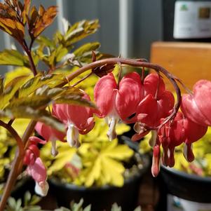 Dicentra Valentine