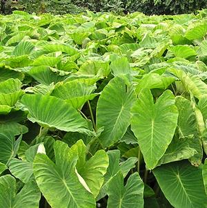 Colocasia Esculenta Elephant Ear