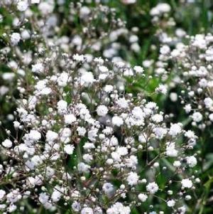 Gypsophila Bristol Fairy