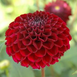 Dahlia Mini Pompom Natal