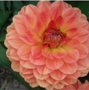 Dahlia Dinnerplate Fire Pot