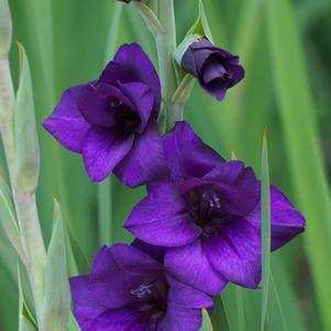 Gladiolus Purple Flora