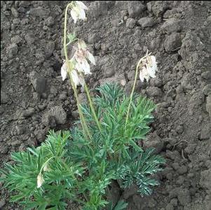 Dicentra Aurora