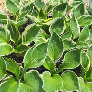 Hosta Minuteman