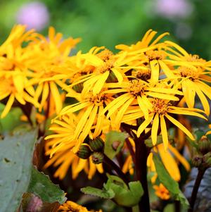 Ligularia Othello