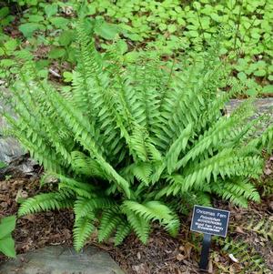 Polystichum Acrostichoides Christmas