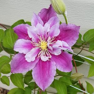 Clematis Piilu