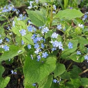 Brunnera Macrophylla