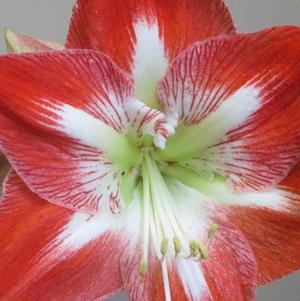 Hippeastrum Holland Fantastica