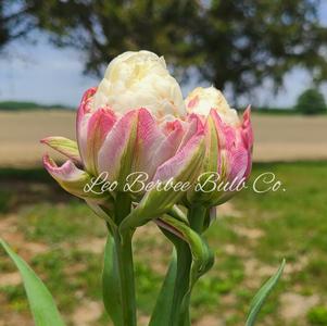 Tulip Double Late Ice Cream