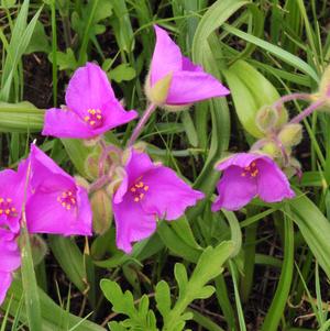 Tradescantia Rubra