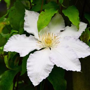 Clematis Gillian Blades