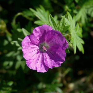 Geranium New Hampshire