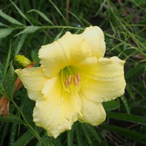 Hemerocallis Stella Supreme