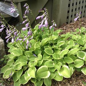 Hosta Golden Tiara