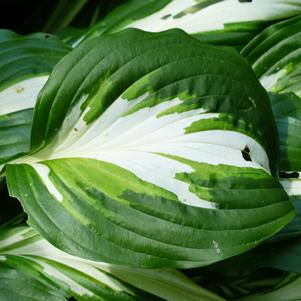 Hosta Vulcan