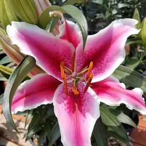 Lilies Oriental Star Romance