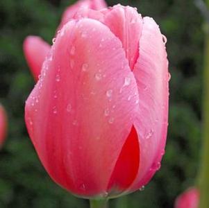 Tulip Darwin Hybrid Pink Impression