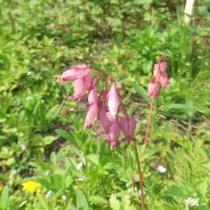 Dicentra Formosa