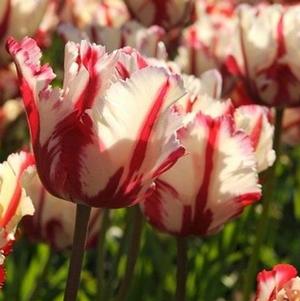 Tulip Parrot Estella Reijnveld