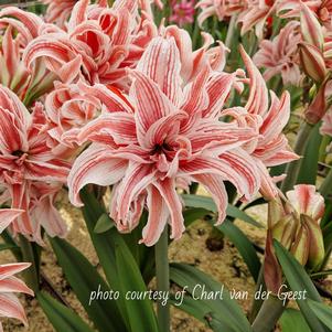 Hippeastrum Holland - Double Flowering Doublet