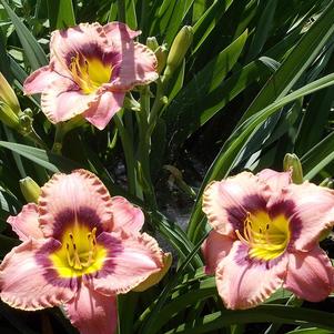 Hemerocallis Wineberry Candy