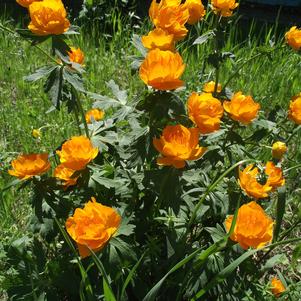 Trollius Golden Queen