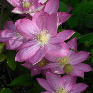 Clematis Asao