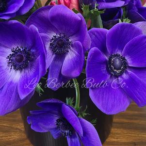 Anemone Jerusalem Blue