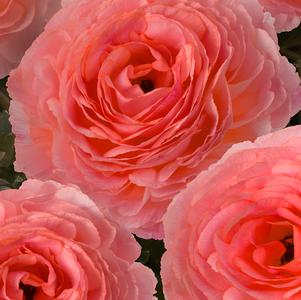 Ranunculus Romance Nohant