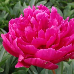 Peony lactiflora General McMahon