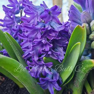 Hyacinth Aqua