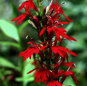 Loblia Cardinalis 