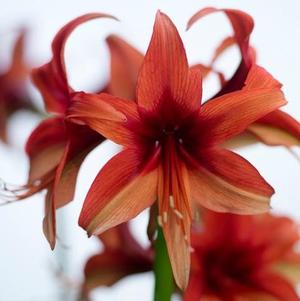 Hippeastrum Holland - Cybister Type Bogota