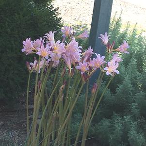 Lycoris Squamigera