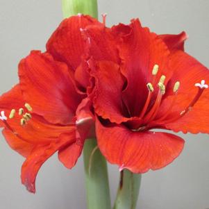 Hippeastrum Holland Ludwig's Goliath