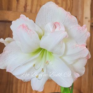 Hippeastrum Southern Hemisphere Amadeus