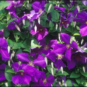 Clematis Jackmanii