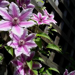 Clematis Nelly Moser