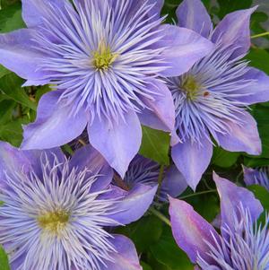 Clematis Crystal Fountain