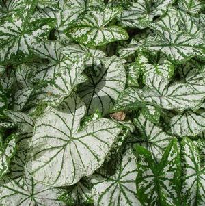 Caladium Fancy Leaf White Christmas