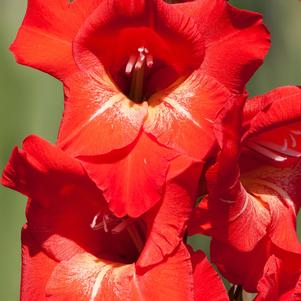 Gladiolus Traderhorn