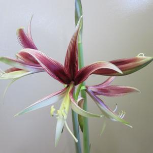 Hippeastrum Holland - Cybister Type La Paz