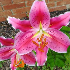 Lilies Oriental Stargazer