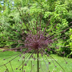 Allium Schubertii