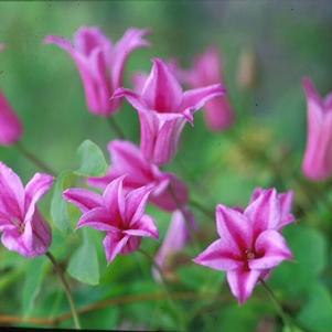 Clematis Duchess of Albany