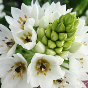 Ornithogalum Milky Way