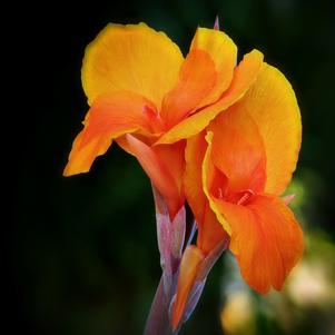 Canna Orange Beauty