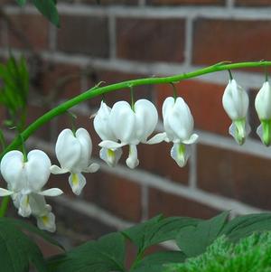 Dicentra Spectabilis Alba