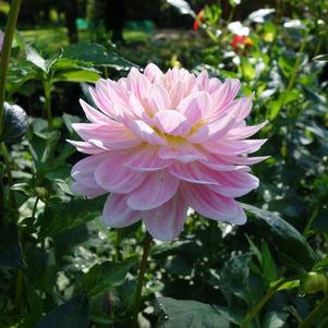 Dahlia Decorative Bonesta